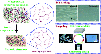Graphical abstract: Self-healing and recyclable photonic elastomers based on a water soluble supramolecular polymer